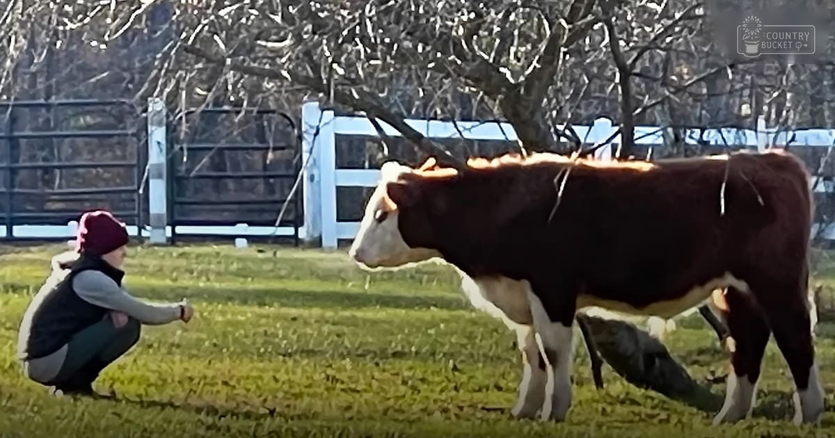 A cow in a rural outdoor setting with late fall or winter conditions; the cow is likely a Holstein, brown with white markings, wearing a dark vest and maroon beanie hat.
