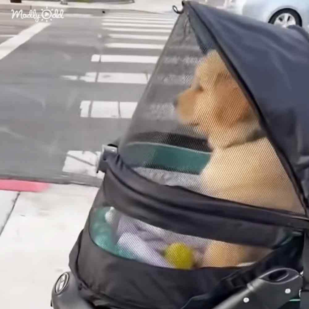 A light brown, fluffy dog in an adult golden retriever or similar breed sits relaxed inside a black stroller with mesh sides and a partially open canopy on an urban street near midday daylight.