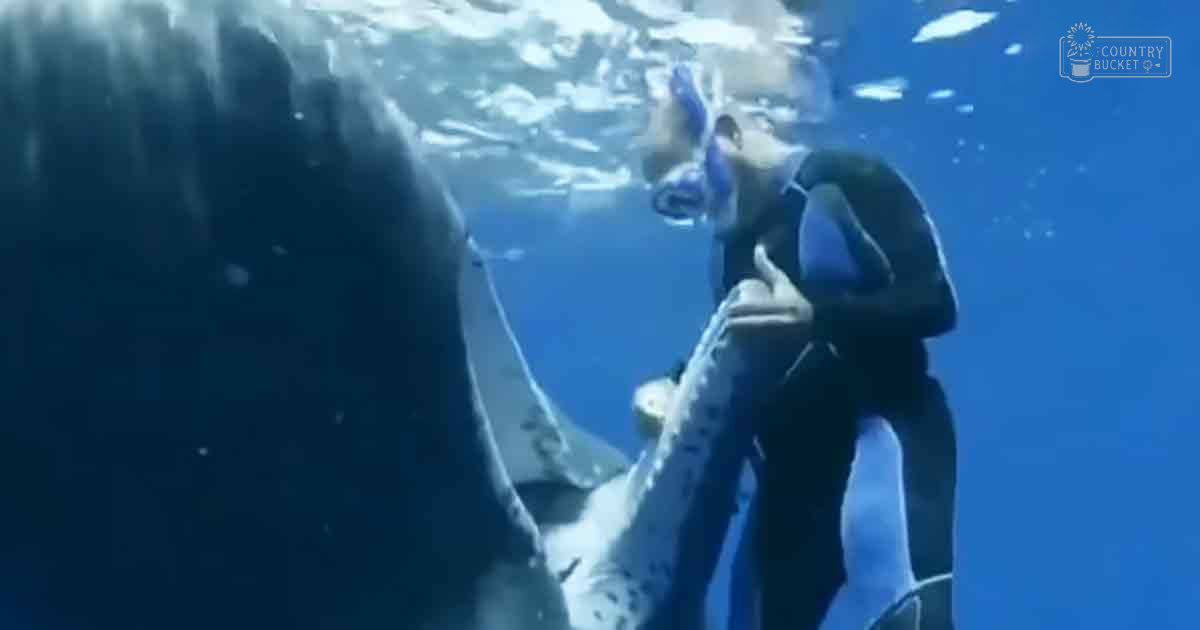 Adult male diver interacting with a large whale in an underwater aquarium setting, clear blue water reflecting light.