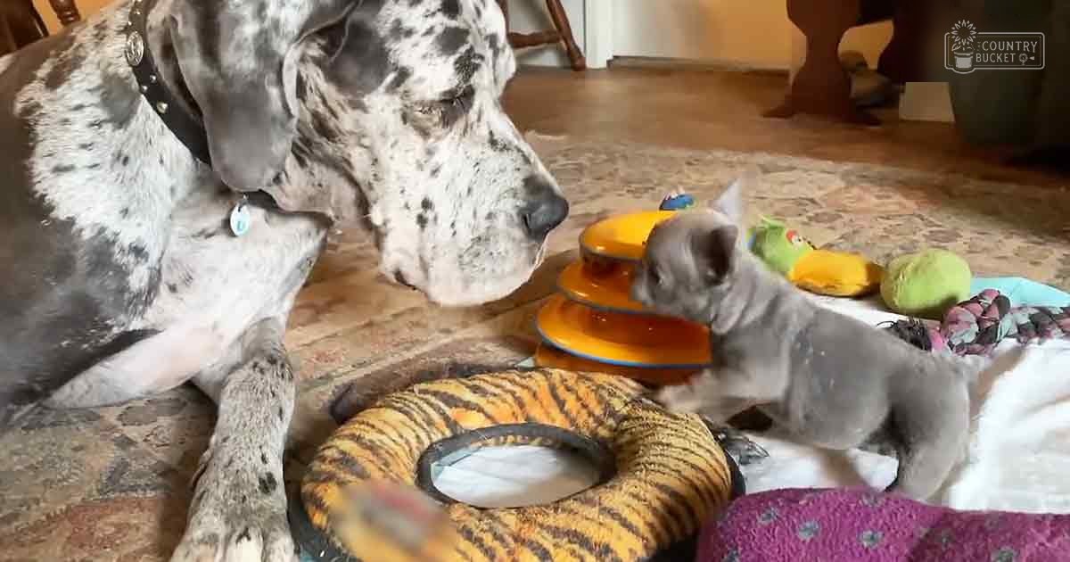 A Great Dane puppy with a white coat and black spots indoors near toys, furniture legs, and a rug.