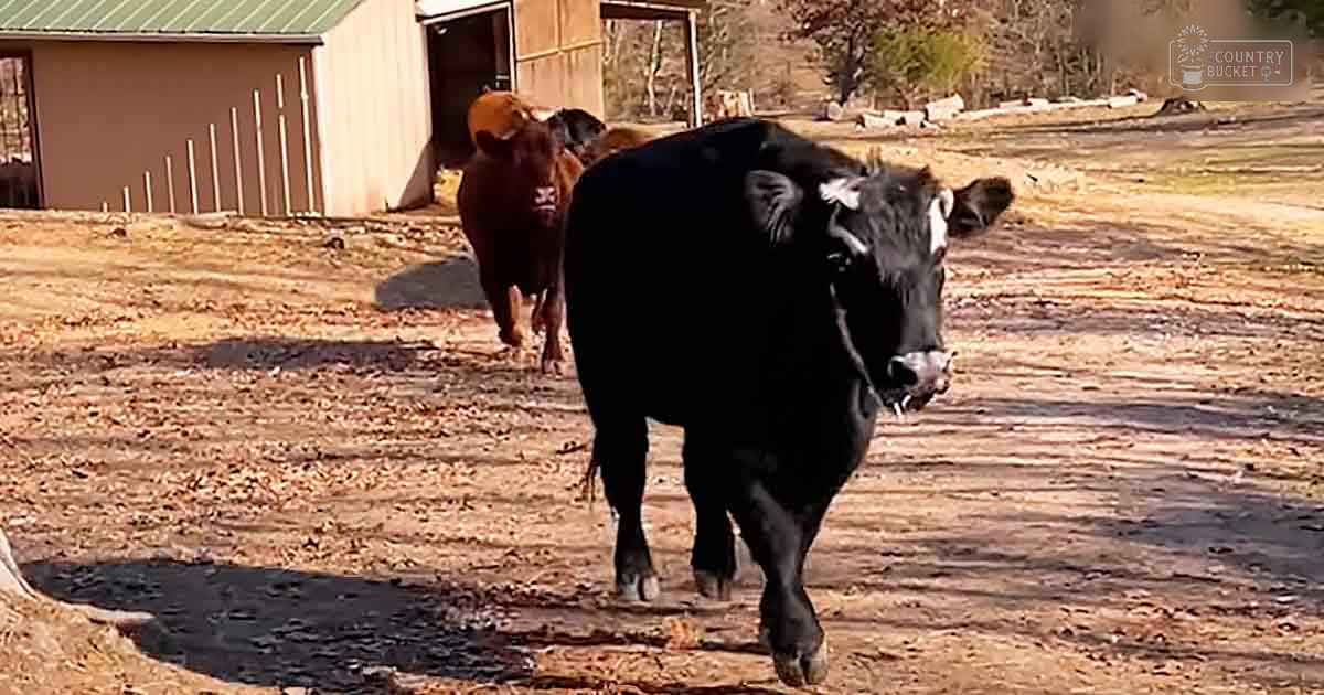 Two cows, a black with white markings and brown following in an outdoor farm setting with dry ground and scattered leaves. Late autumn or early winter season, daytime.