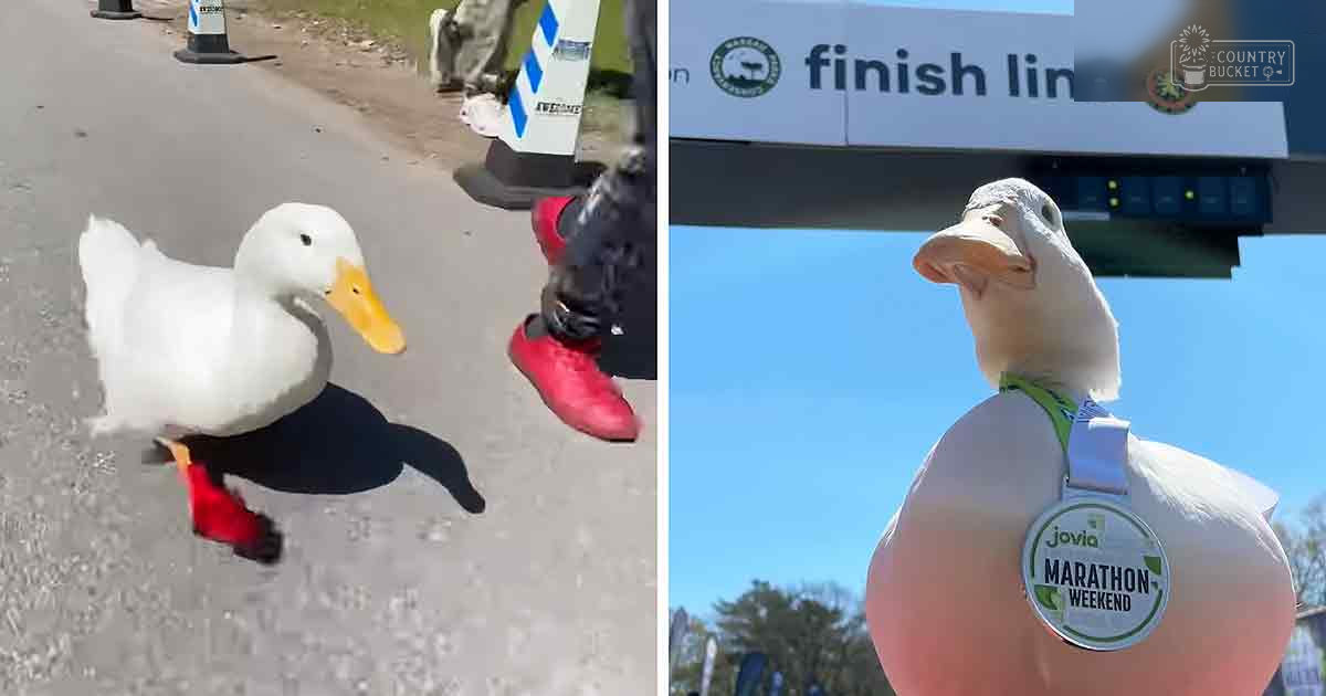 A white domestic duck with black wing tips at a marathon finish line, under clear blue skies.