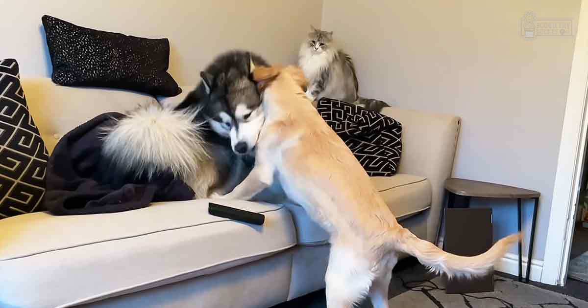 Two dogs, including a husky and a golden retriever, interacting with a long-haired cat in a cozy living room setting filled with home decor items like cushions and throw pillows.