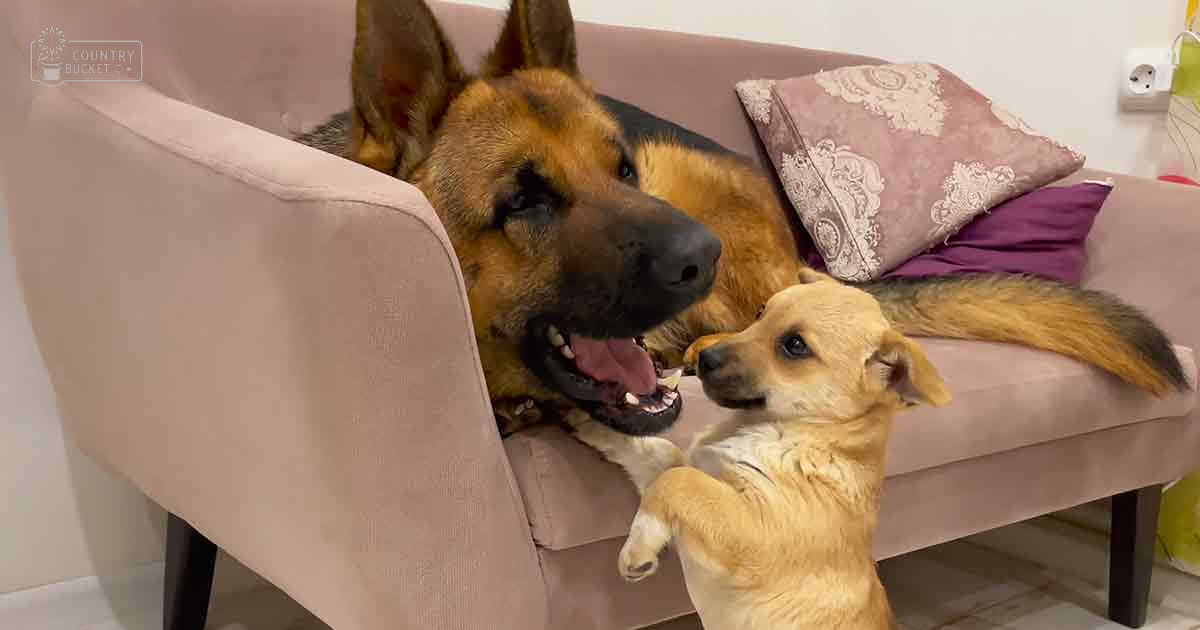 A German Shepherd and a smaller light-colored dog sit indoors in a living room with pink furniture, suggesting daytime lighting.