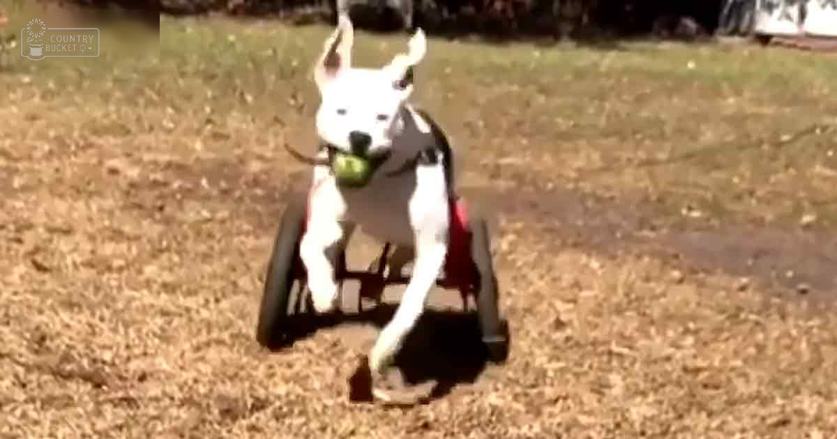 A white dog with black markings around its eyes and ears, possibly a pit bull breed, sits in a wheelchair outdoors on a sunny day.