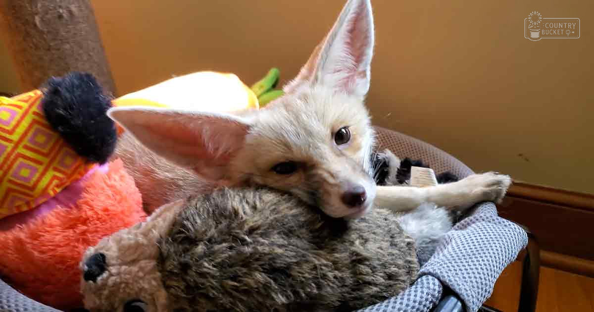 A fennec fox, juvenile with light brown coat and dark markings around eyes and ears, sits on a chair or couch indoors surrounded by various stuffed toys in front of neutral-colored walls and wooden flooring; natural light suggests daytime.