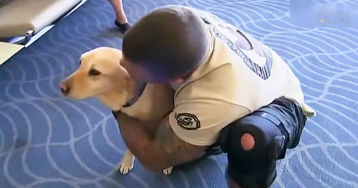 A golden retriever puppy interacting with a police officer in an indoor setting with patterned carpet and 'Madly Odd' logo visible.