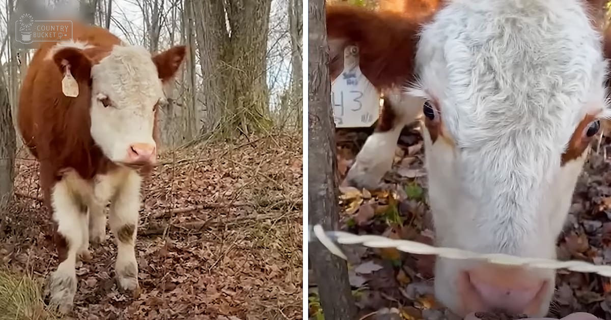 A brown and white Holstein cow in an outdoor wooded area during autumn with overcast light
