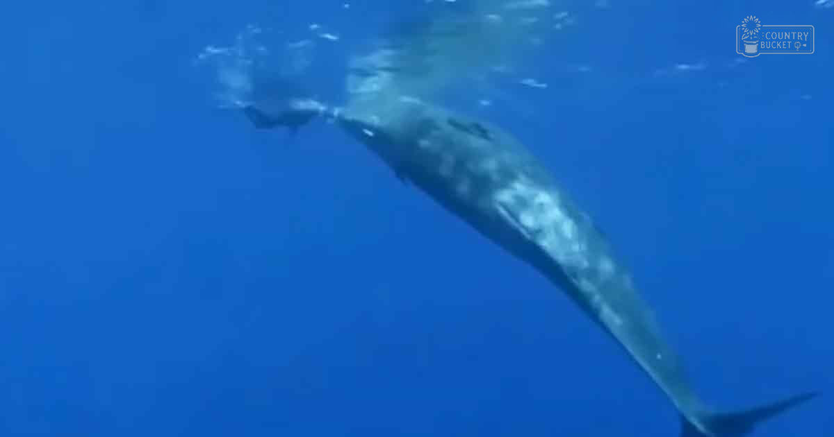 A sperm whale swimming underwater in a deep-sea environment.
