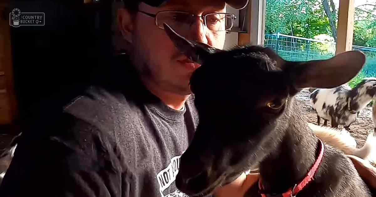 An adult male interacts with a black goat wearing a red collar in an indoor barn setting during daylight, possibly spring or summer.