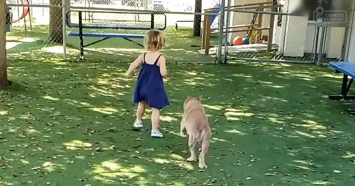 A toddler in a dark blue sleeveless dress with white sneakers walks alongside a light brown Labrador Retriever on an outdoor play area with artificial turf, surrounded by trees and playground equipment under bright daylight.