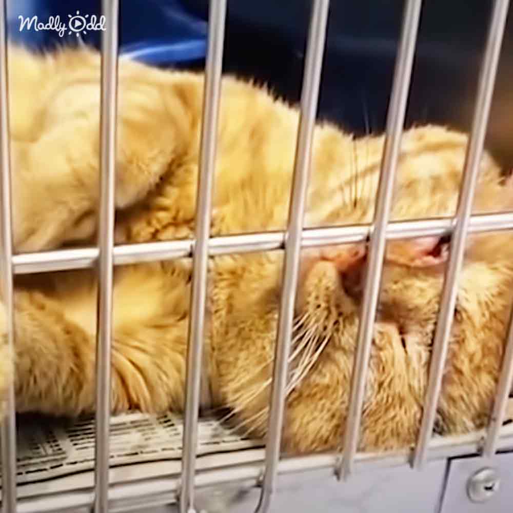 An orange tabby cat with a fluffy coat inside a metal cage in an indoor setting, possibly a veterinary clinic or animal shelter.