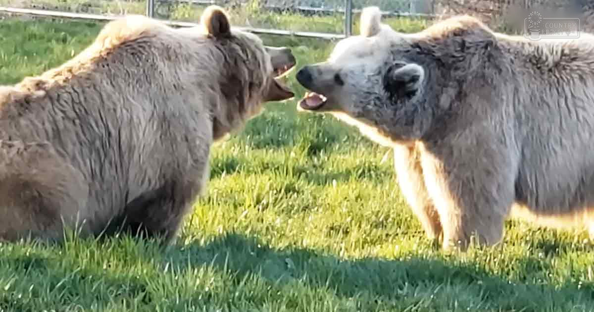 Two adult bears with light brown and white coats in a grassy outdoor setting during daylight.