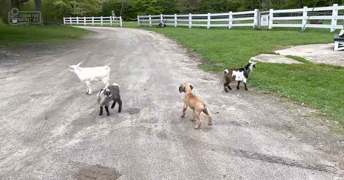 A white goat with horns, two smaller goats (one gray and one black-and-white), and a brown dog in an outdoor rural setting with dirt road, white fences, green grass, trees, and clear sky.