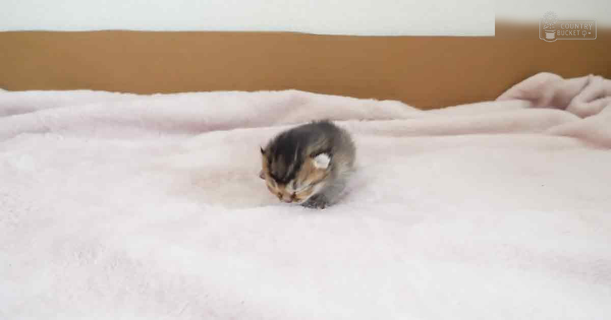 A young tabby kitten with gray fur and white markings sits indoors on a white blanket, bright daytime light illuminating the simple setting.