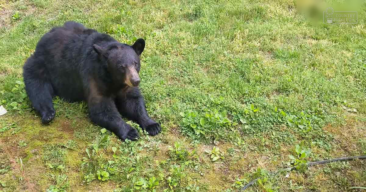A black bear stands in a grassy outdoor area during daytime, with its dark fur contrasting against the green surroundings.
