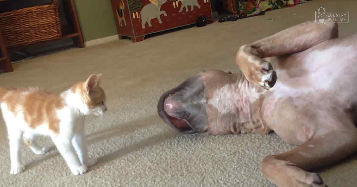 An adult domestic shorthair cat with an orange tabby coat interacting with a French Bulldog or similar breed dog in a cozy indoor setting with a wicker basket and red storage unit.
