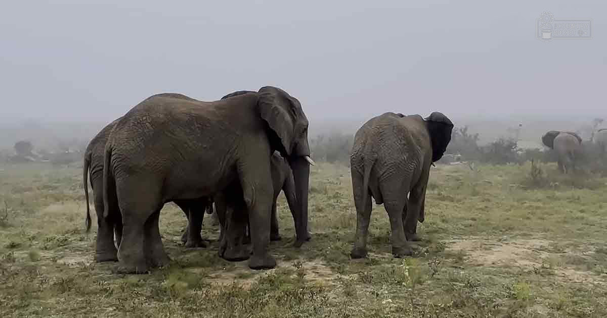 Adult African elephants with large ears and tusks standing on grassy savanna terrain under an overcast sky, suggesting early morning or late afternoon light.