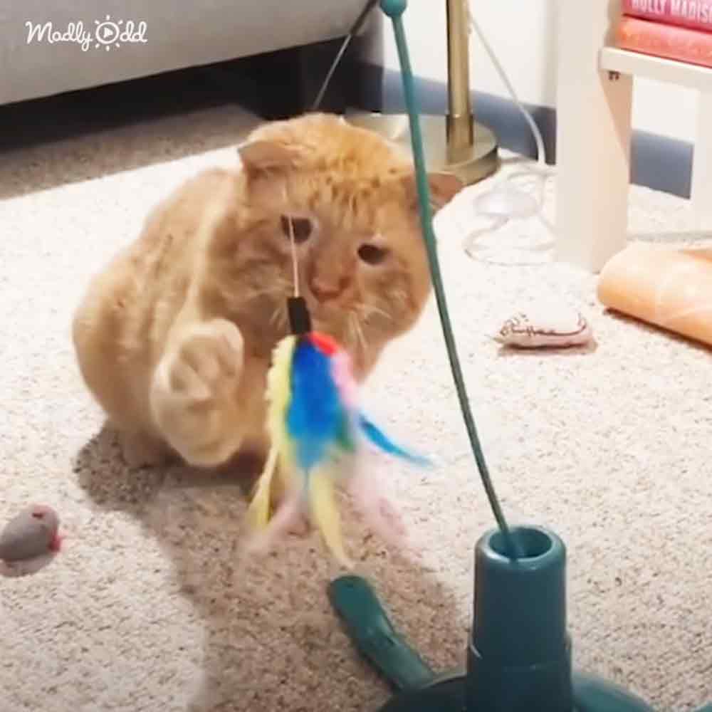 An orange tabby cat playing with a colorful feathered toy indoors, on a carpeted floor with scattered toys near white furniture.