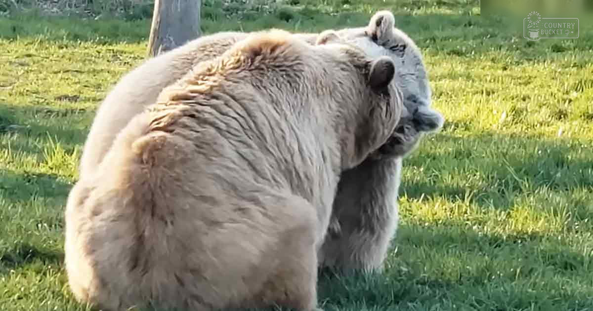 A large adult bear with light brown fur stands in a lush, green grassy outdoor area during spring or summer under natural daylight.