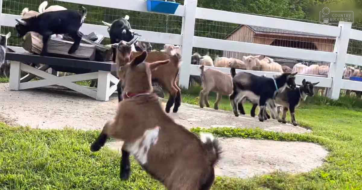 A group of juvenile mixed-breed goats with various brown and black coat colors in a white wooden-fenced outdoor farm setting with greenery, dirt path, small barn, blue feeding trough.