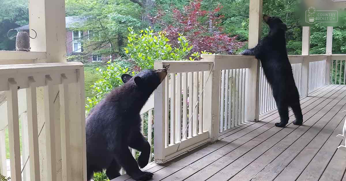 Two black bears standing on their hind legs on a wooden porch surrounded by lush greenery in daylight.
