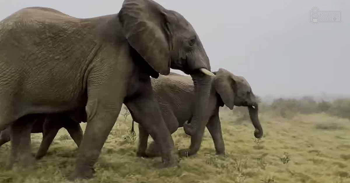 A family of African elephants in an open savanna with sparse vegetation under a cloudy sky during midday or early afternoon.