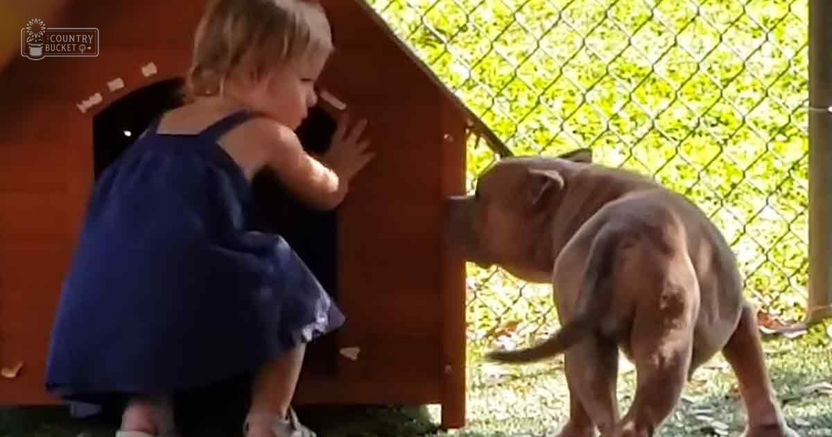 A toddler in a dark blue dress interacts with a light brown Weimaraner puppy under sunny spring or summer skies, with a wooden doghouse and chain-link fence visible in the background.