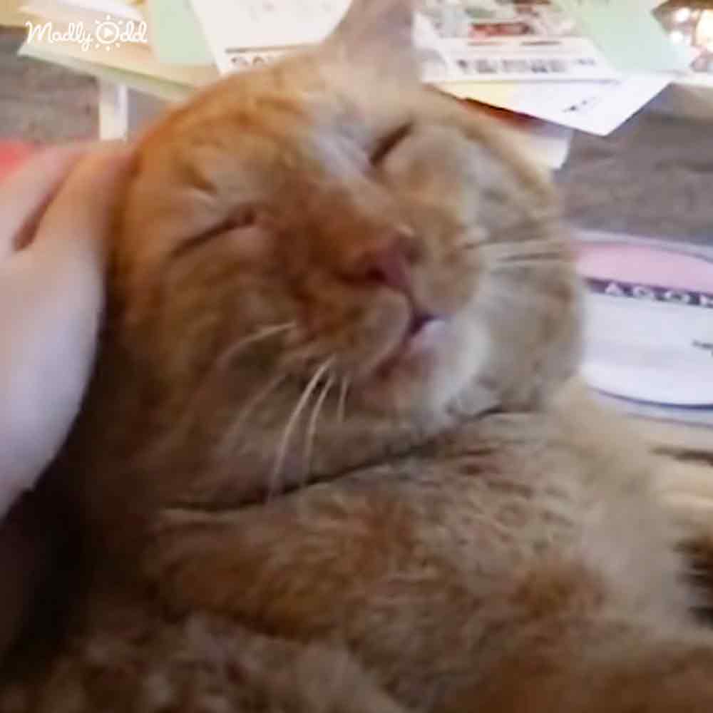 An orange tabby cat with white markings sits indoors, gently held by a hand; natural light suggests daytime.