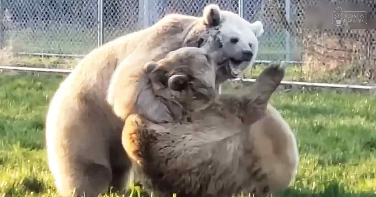 Two adult polar bears interacting in a zoo enclosure with grassy surroundings and a chain-link fence during daytime.