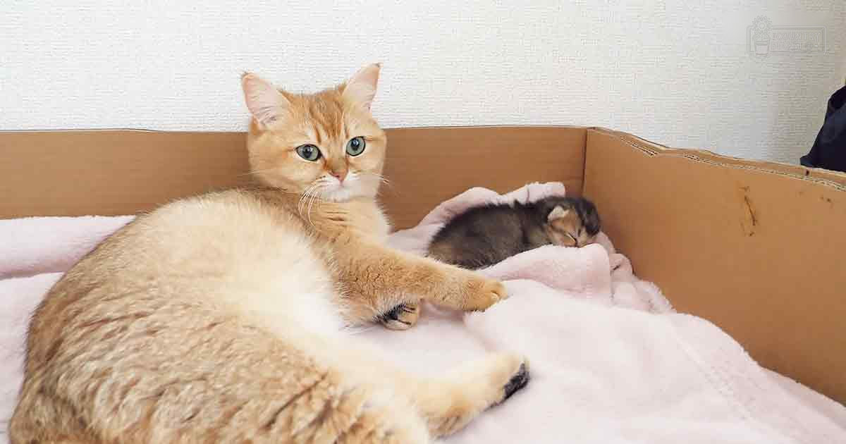 A light-colored adult cat with green eyes, resting on a pink blanket next to a cardboard box in an indoor living space during daylight.