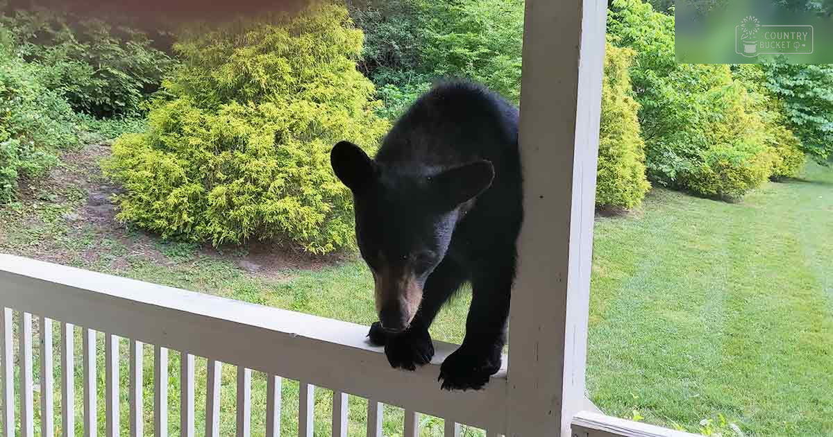A young black bear cub on a residential porch surrounded by lush greenery in spring or summer with natural daylight.