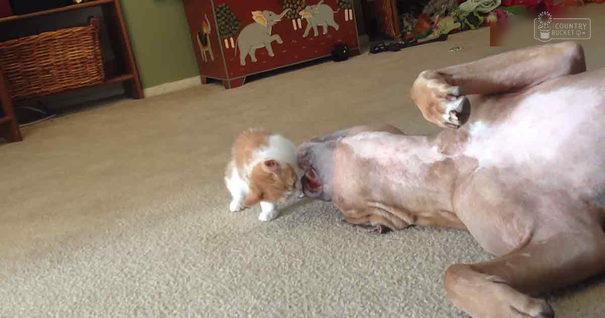 A large adult light brown dog with white markings rests on its back indoors alongside a small tabby cat, surrounded by wicker furniture and colorful decorations in a living or playroom setting.