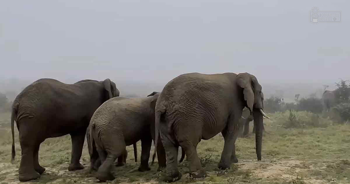African elephants in a savanna setting, likely early morning or late afternoon with diffused light.
