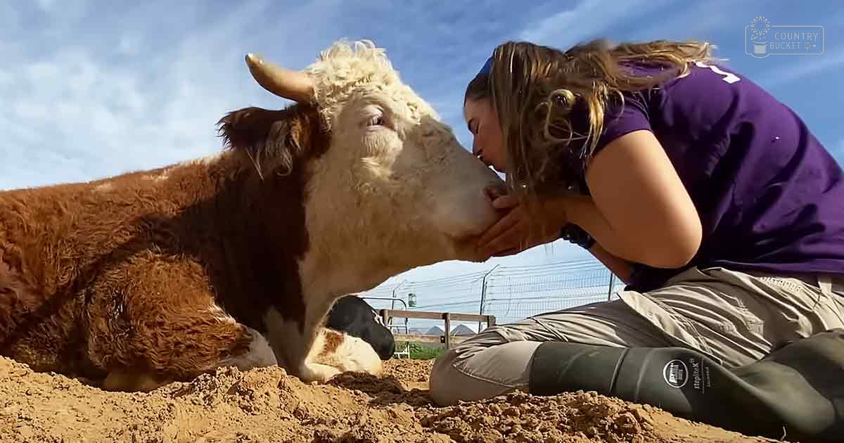 A cow interacting with a young adult female in an outdoor rural setting, likely a farm or ranch environment.
