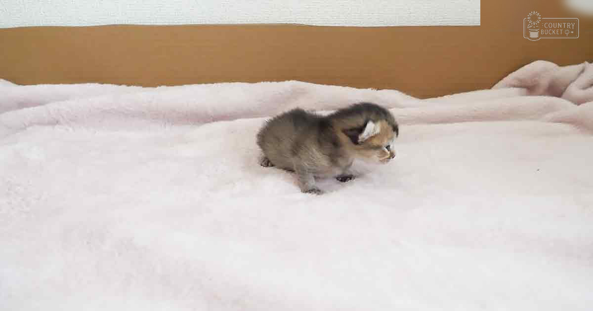 A young, gray and white kitten with white markings around its ears and face, resting on a white fluffy blanket in an indoor bedroom setting under natural daylight.