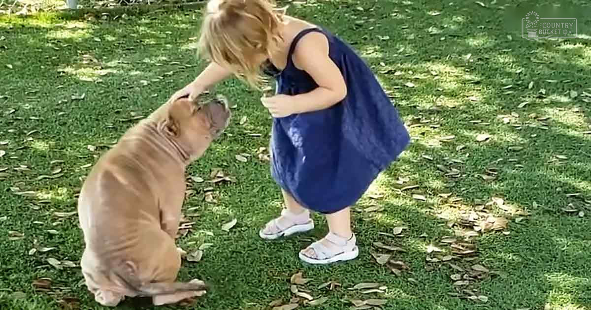 A child interacts with a French Bulldog in a grassy outdoor setting under natural daylight, likely spring or summer. The dog is tan and fully grown.
