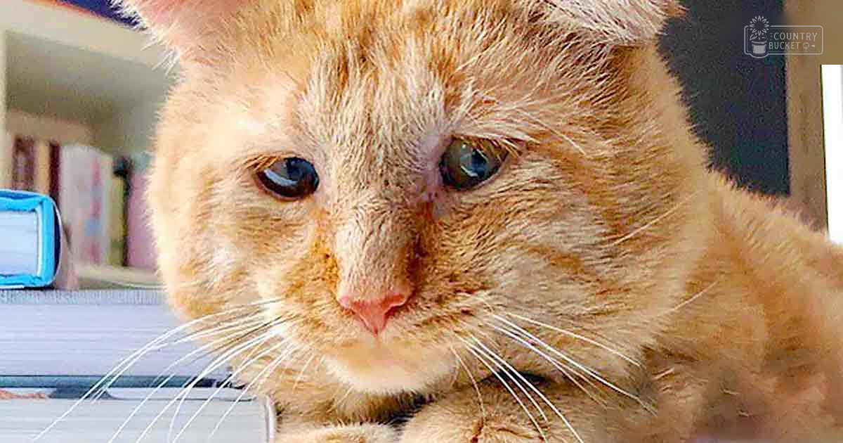 A fluffy ginger adult cat indoors with natural light, partial view of a blue object behind