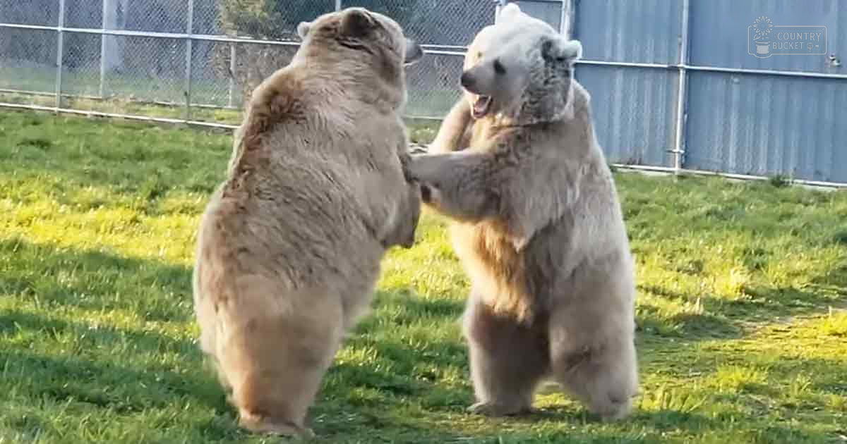 Two adult polar bears with predominantly white coats and some brownish tones around their faces and paws, standing in an outdoor enclosure with grassy ground, a chain-link fence, and a blue wall or structure behind the fence. The season appears to be spring or summer based on the greenery and lighting.
