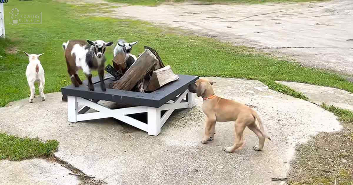 A Labrador Retriever mix puppy interacting with Nubian goats in a green backyard setting during spring or summer.