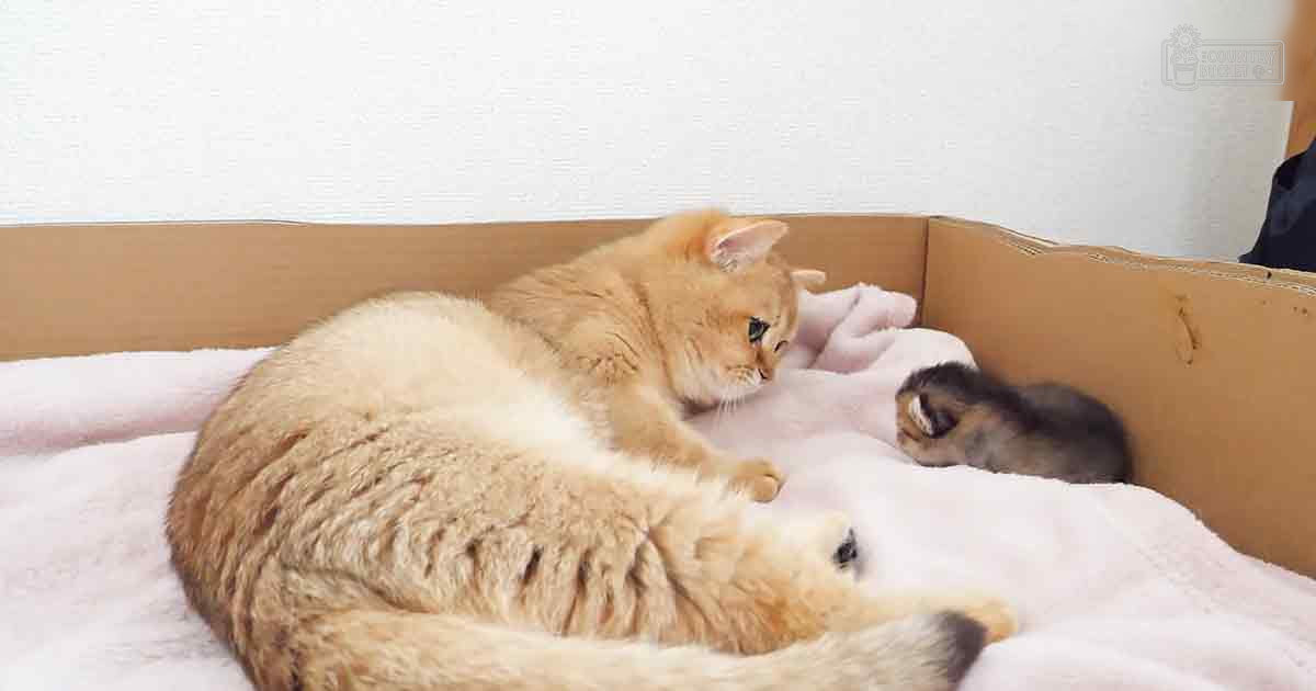 A light-colored adult cat with orange markings and two kittens, one dark gray and black and the other white with patches, resting on a cardboard box lined with a white cloth or blanket indoors in a plain, light-colored room suggesting winter.
