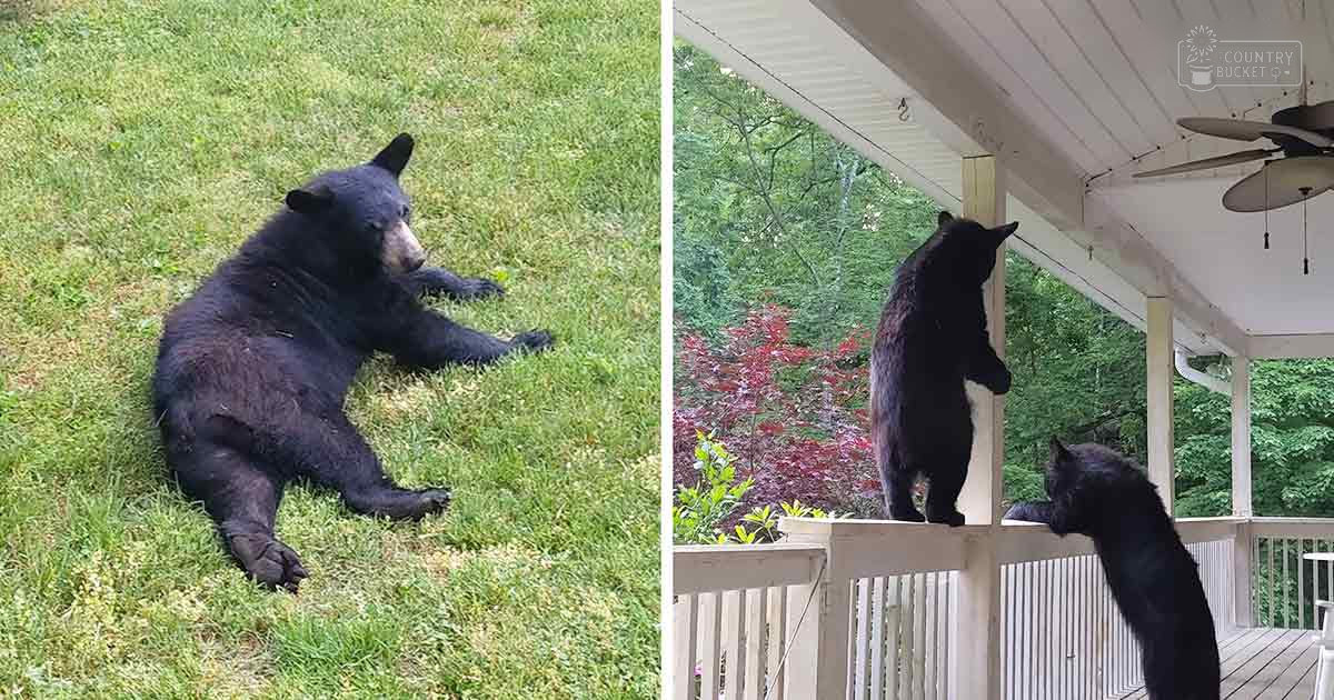 An adult black bear with dark fur and lighter patches around its muzzle, chest, and legs lying on grass in a lush green outdoor setting with trees and flowering bushes. Another image shows the same bear standing on a porch railing under natural daylight.