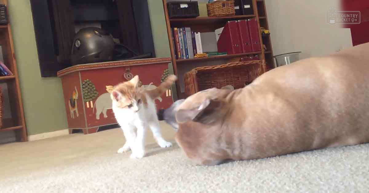 A tabby kitten interacts with an adult domestic shorthair cat in a home setting, surrounded by bookshelves and decorative items.