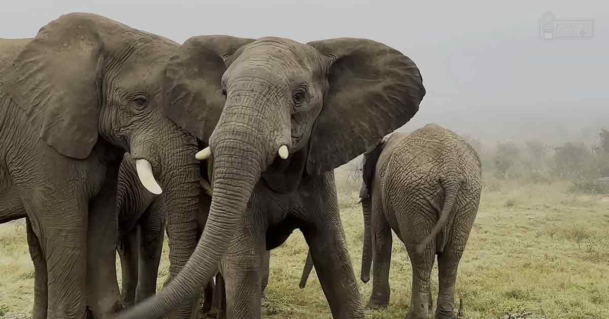 African bush elephants in a savanna landscape with dry grass and sparse vegetation, bathed in natural daylight.