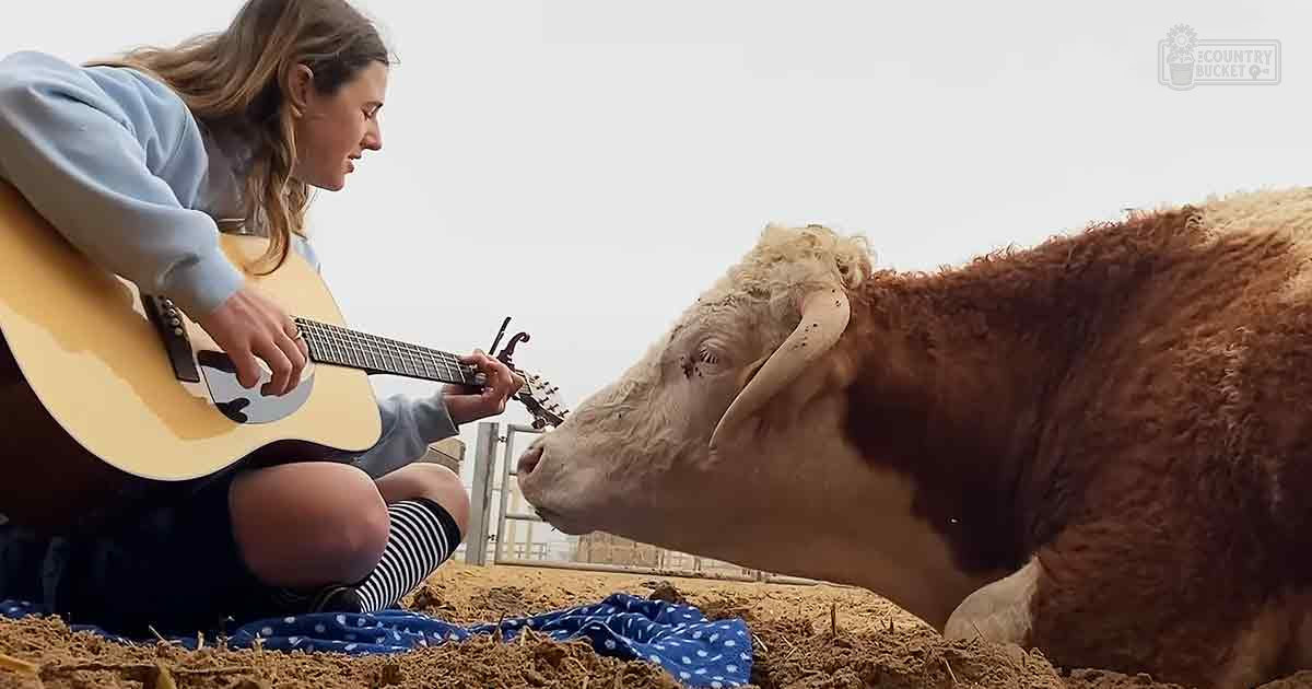 A young adult female plays a guitar outdoors near Highland cows on an overcast day in a rural farmyard with diffused sunlight and blue, brown, white, and beige tones.