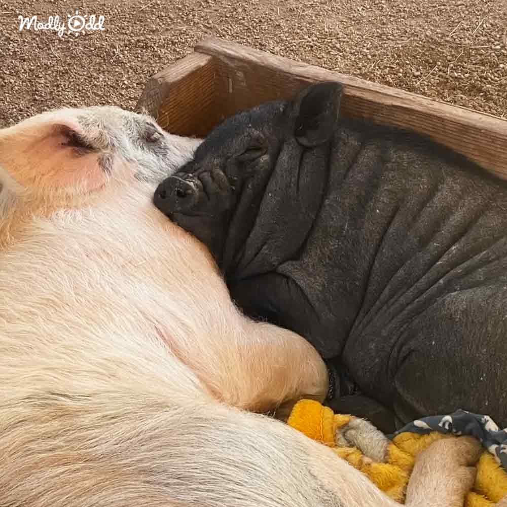 Two pigs with light-colored and dark gray/black fur resting in a wooden trough outdoors on natural daylight, with yellowish fabric partially covering one pig.