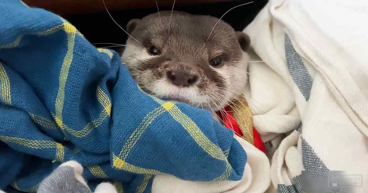 A young otter with gray fur and white markings around its mouth and nose, wrapped in blue and white plaid blankets indoors. The setting suggests a calm indoor environment like a veterinary clinic or animal sanctuary.