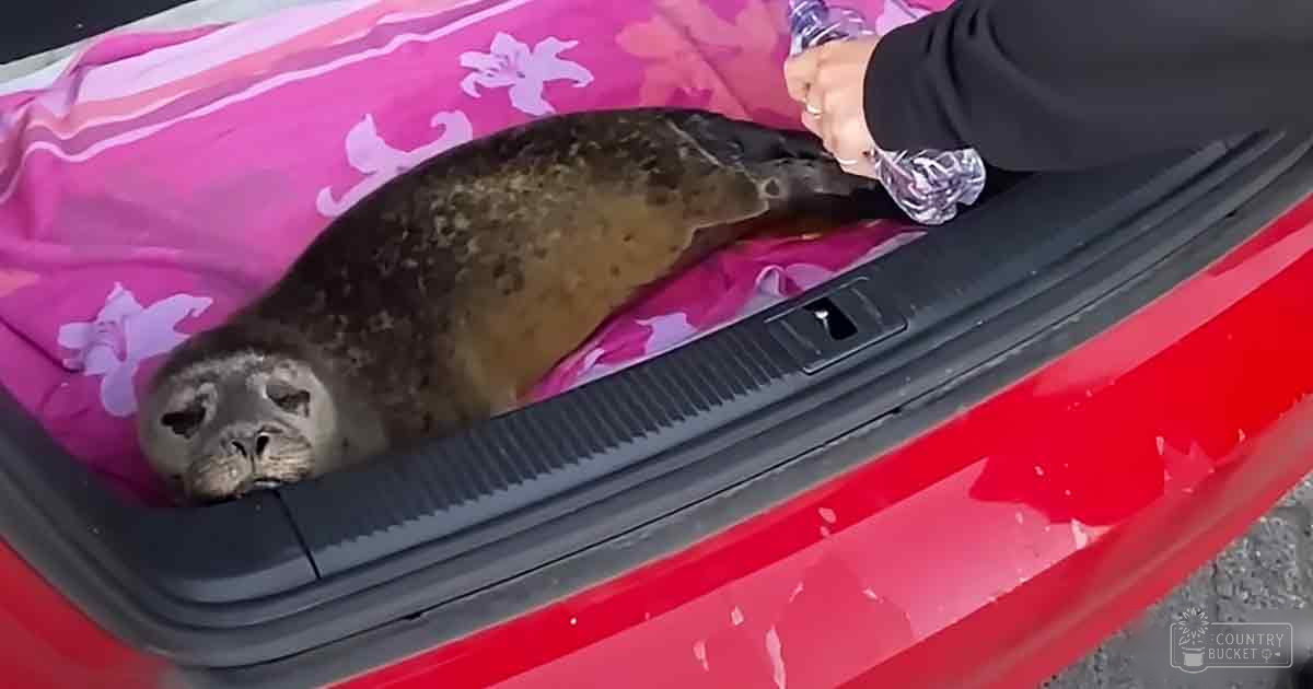 A seal with dark brown fur, lighter markings on its head and belly, lying in a red car's open trunk. A pink blanket or fabric with white floral patterns is visible inside the trunk.