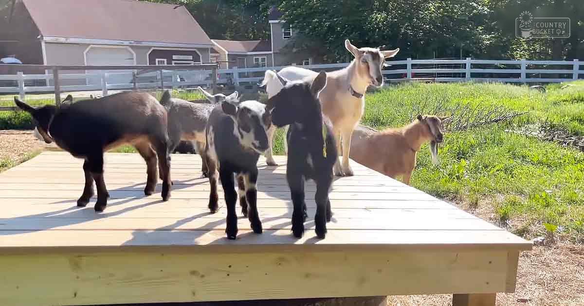 A group of mixed breed goats with black, brown, white, and tan coats in a lush green outdoor farm setting with farm buildings and a white fence.