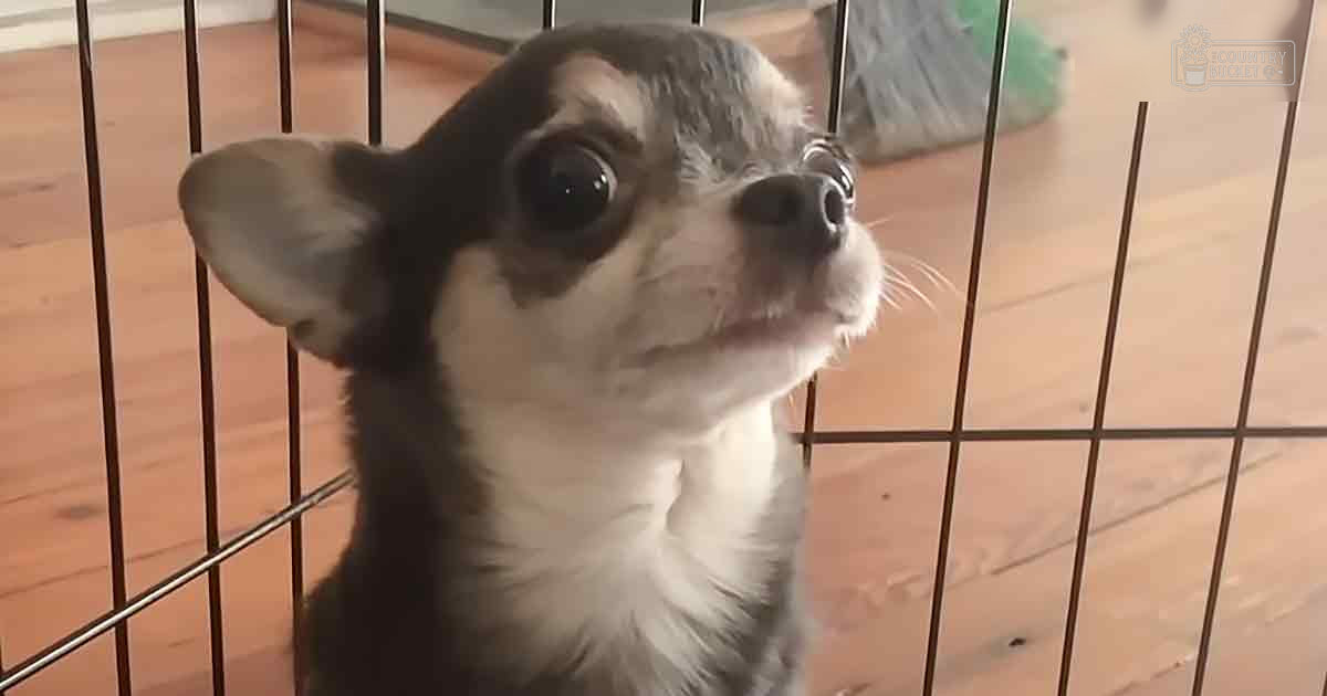 A small Chihuahua with bi-color markings, standing indoors near a metal wire fence.